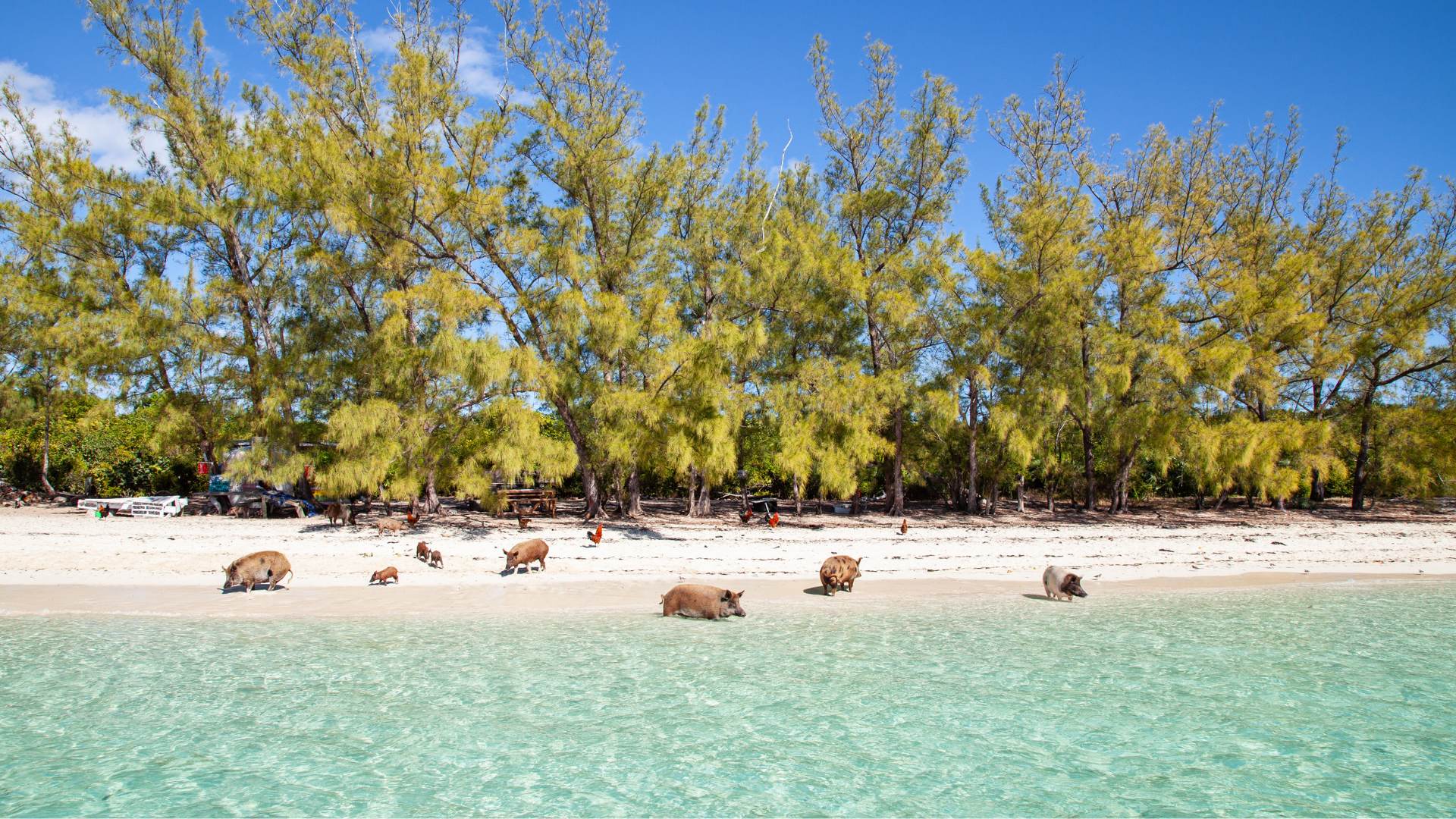 No Name Cay's Swimming Pigs