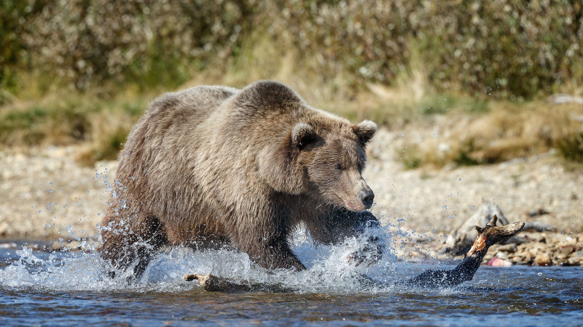A brown bear mid-splash chasing a salmon through a shallow stream.
