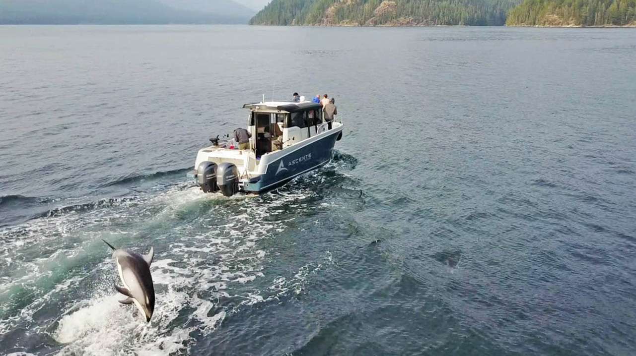 Bubble-Nets, Bears, and the Salmon Run