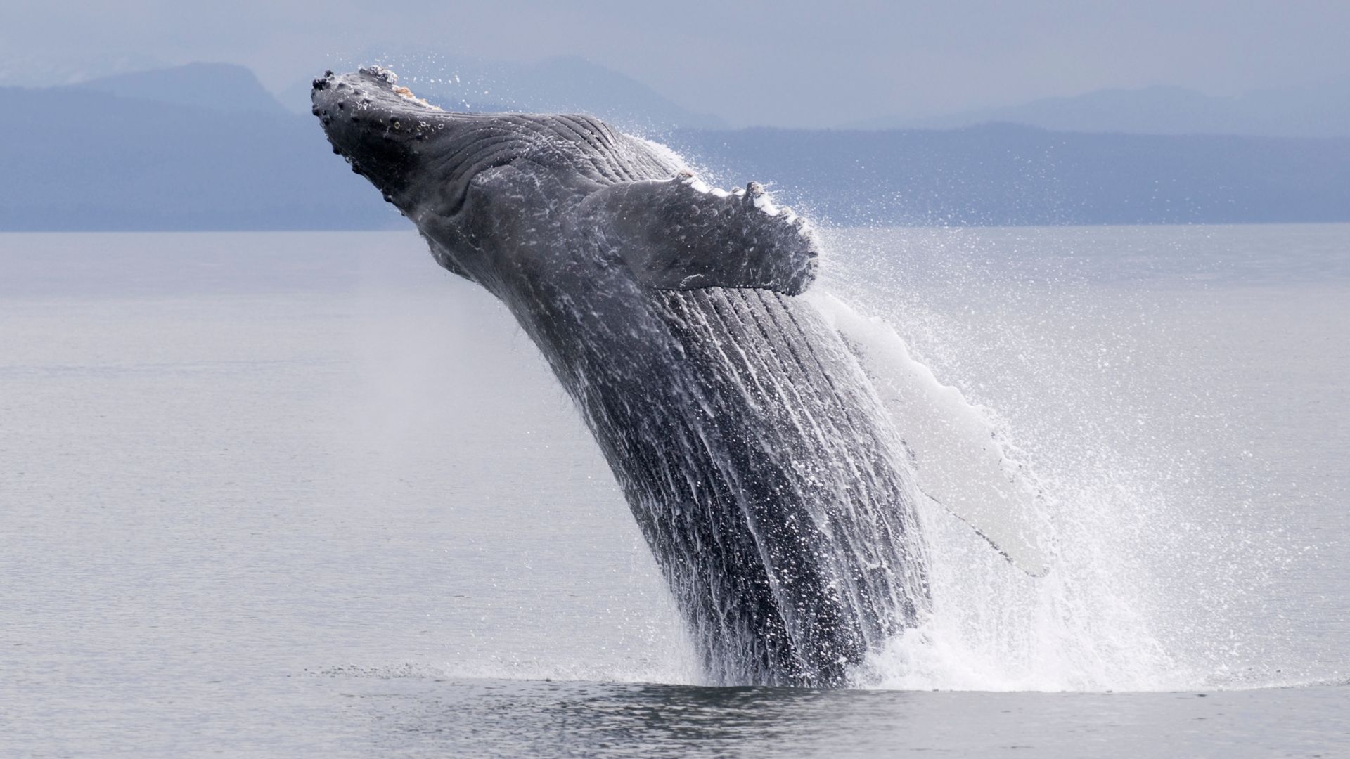 A humpback breaching clear of the water in Frederick Sound, misty mountains behind — between the bubble-net events, breaches like this keep the whole deck on watch.