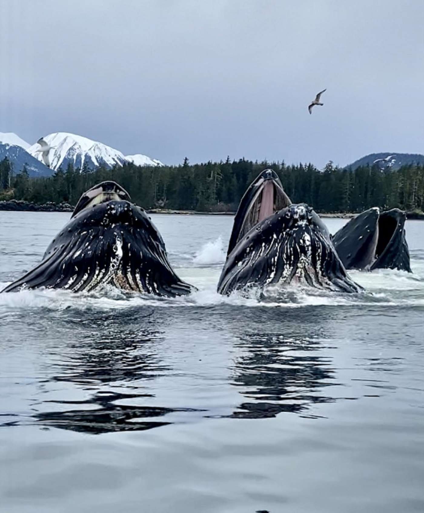 Humpback whales surfacing open-mouthed through a bubble-net feeding circle, snow mountains behind