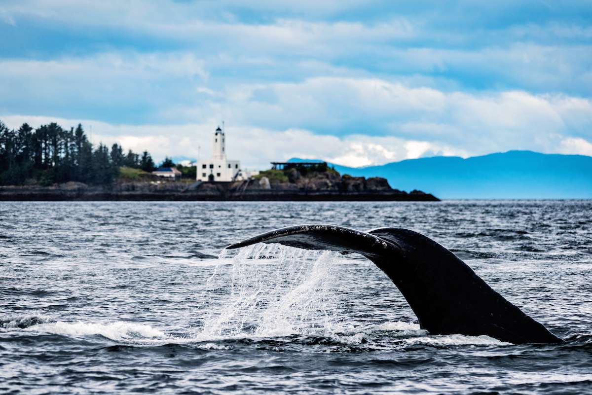 A lighthouse on Frederick Sound with a humpback fluke diving nearby at long twilight — the strait's wildlife density starts right at the channel markers.