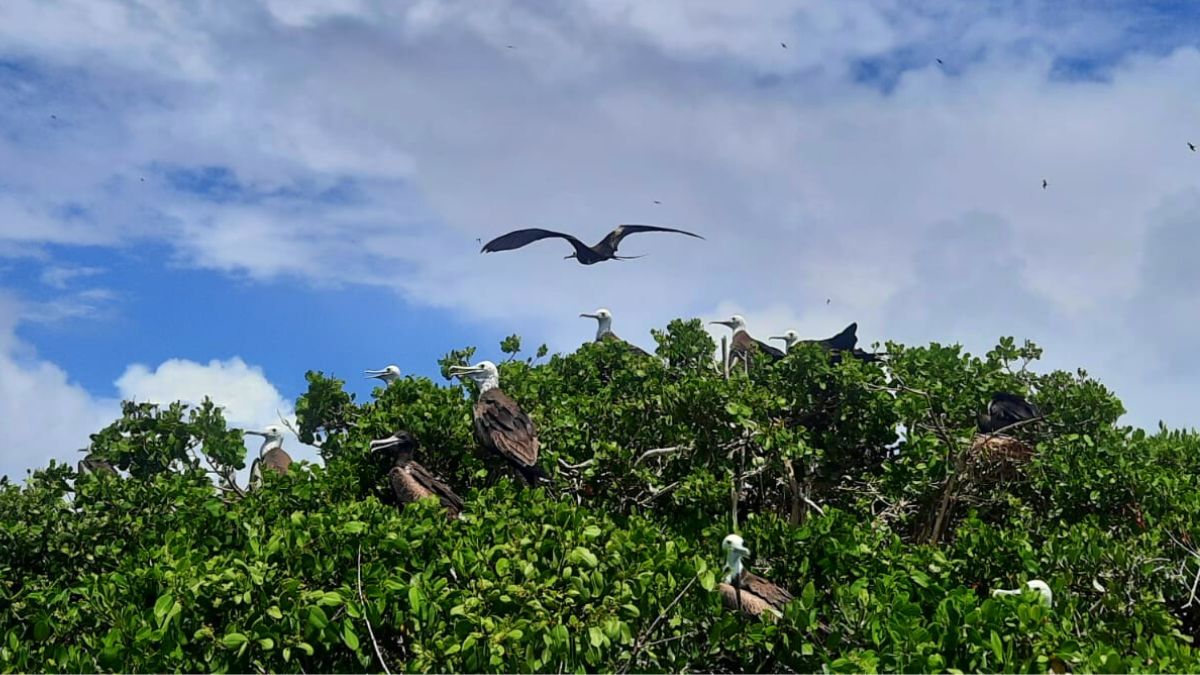 Frigate birds nesting in the mangroves of the Codrington Lagoon sanctuary, Barbuda.