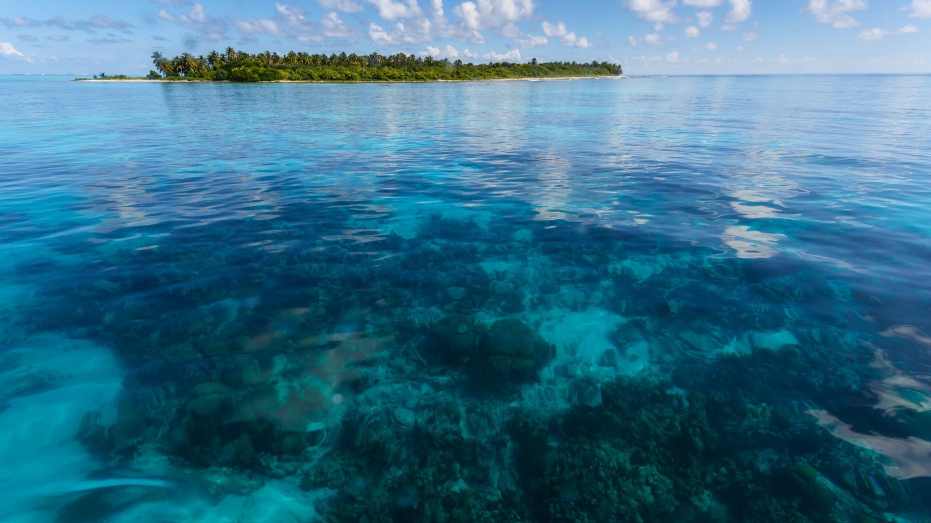 Clear shallow reef water at Hol Chan Marine Reserve with a palm-covered caye on the horizon.