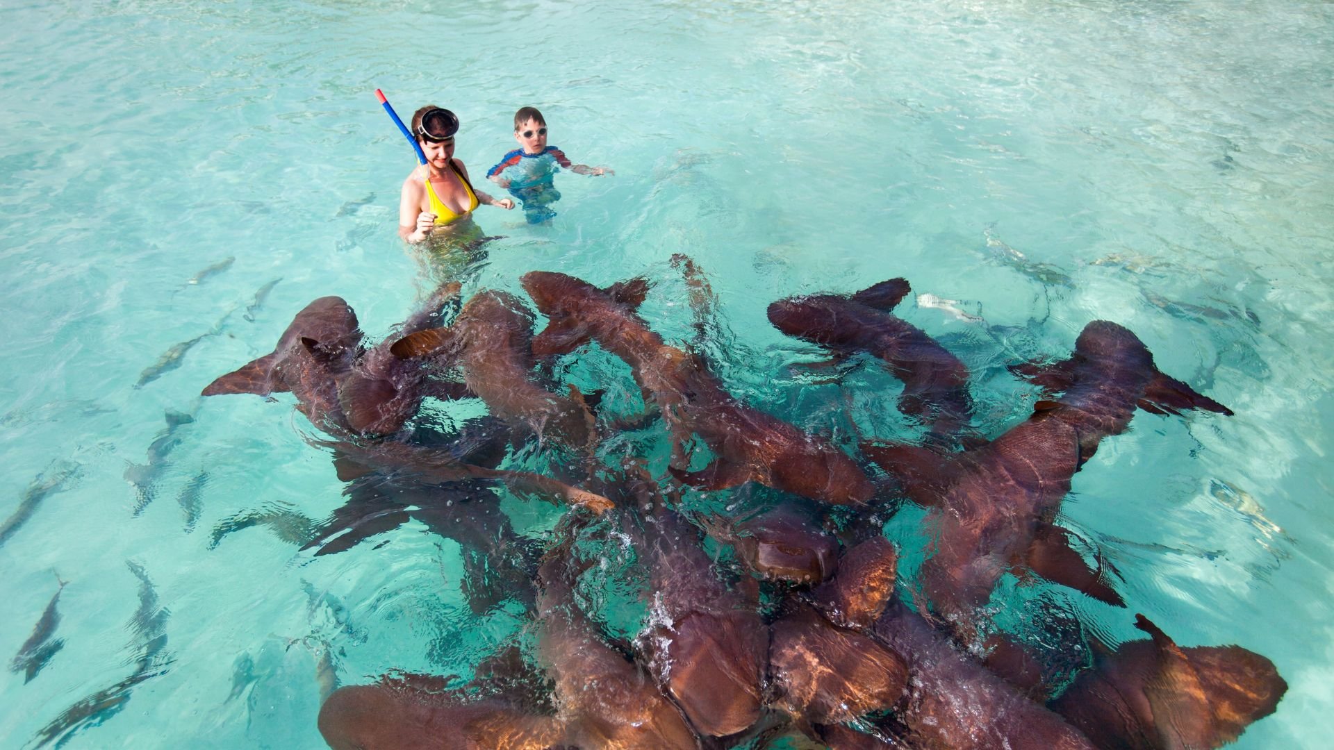 Nurse sharks and southern stingrays gathered in shallow water at Shark Ray Alley.