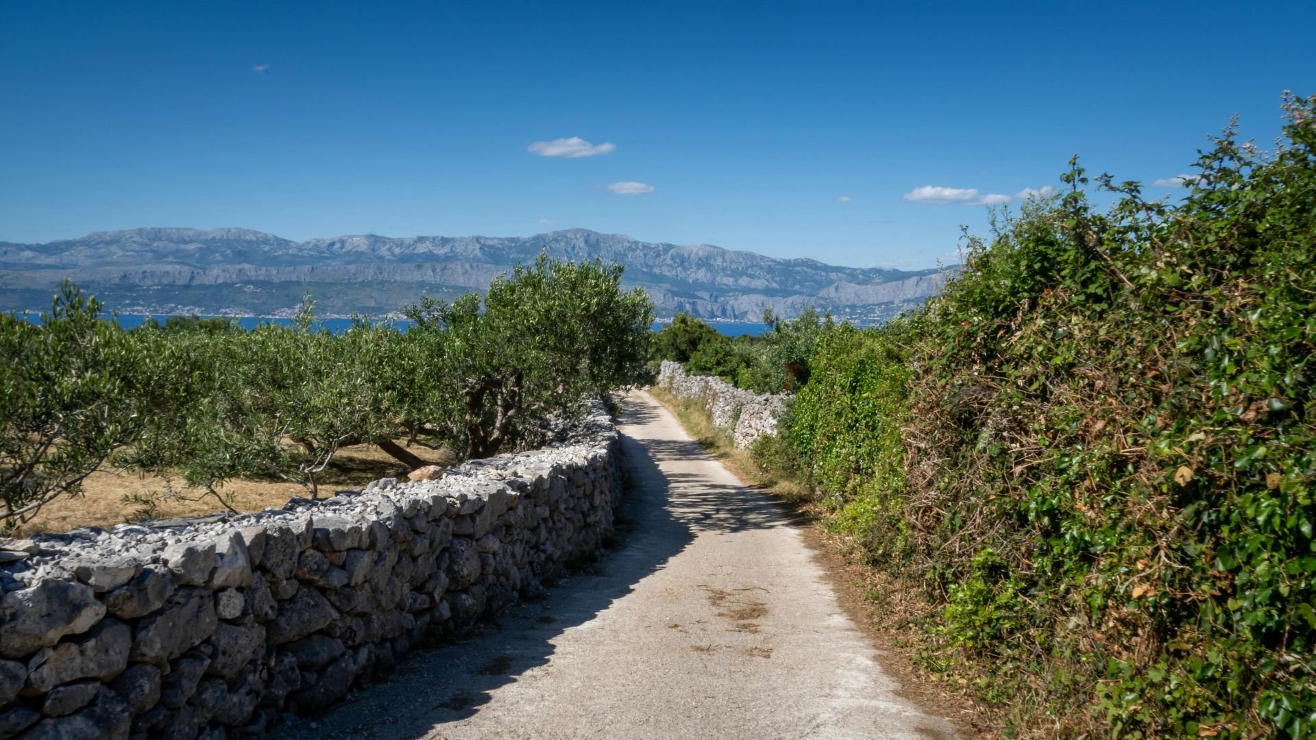 A stone-walled path running through olive groves on the Stari Grad Plain.
