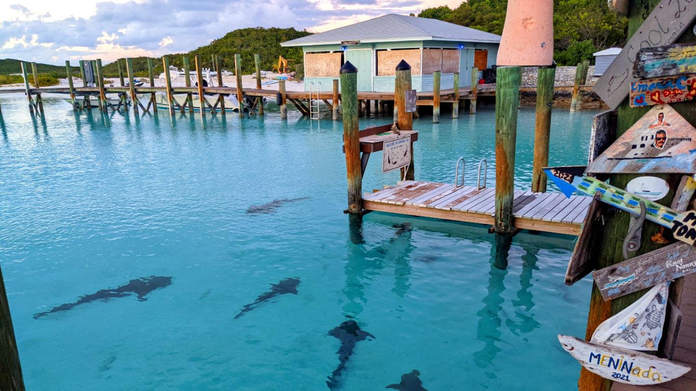 Exploring the nurse sharks at Compass Cay Marina in the Exuma Bahamas