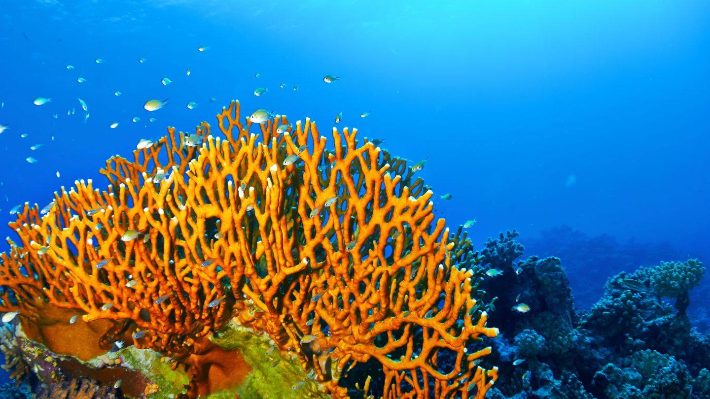 Key Largo's sanctuary reef — the chain's underwater welcome mat.