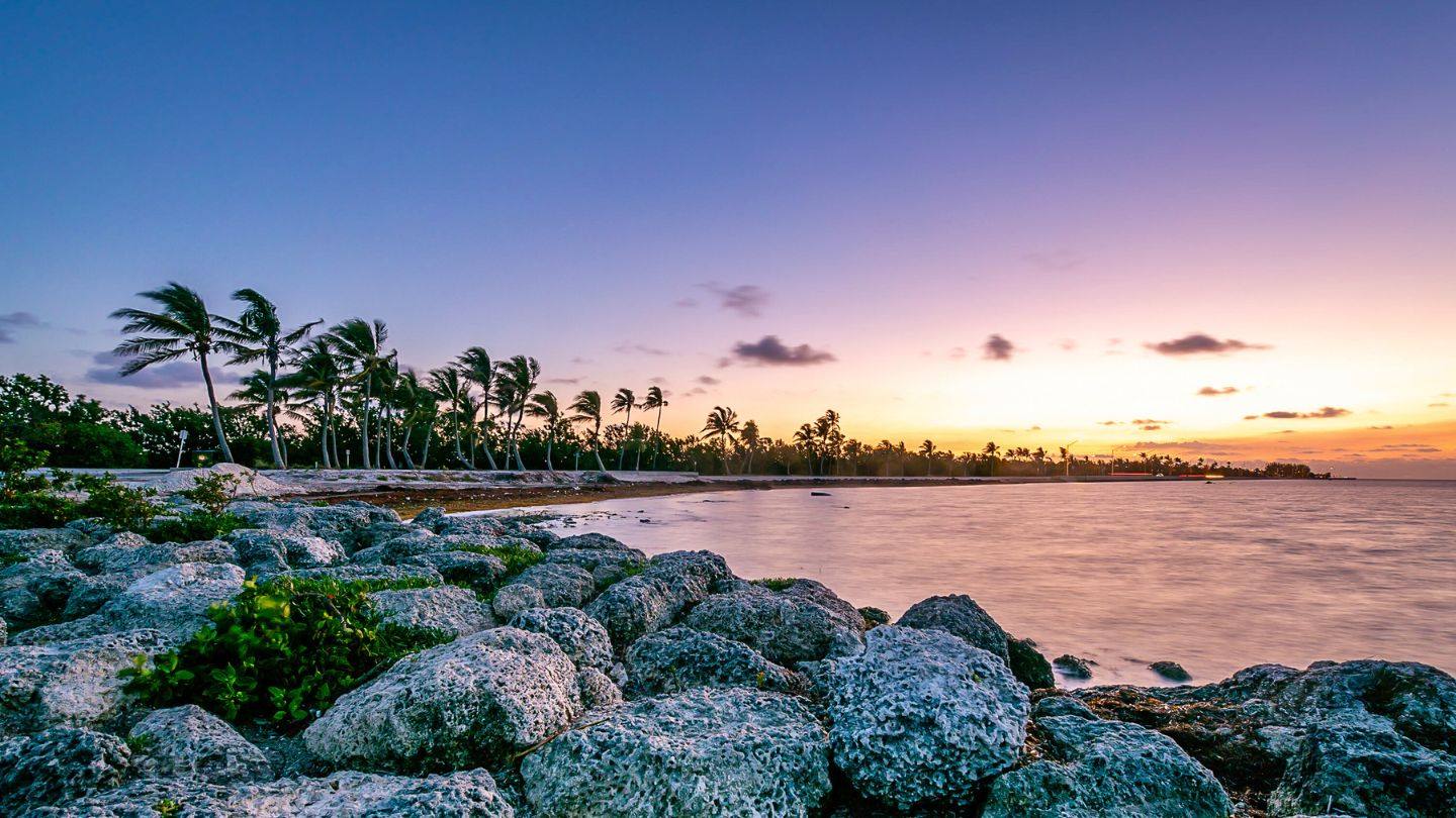 Windswept palms over a coral-rock shoreline at dusk in the lower Keys