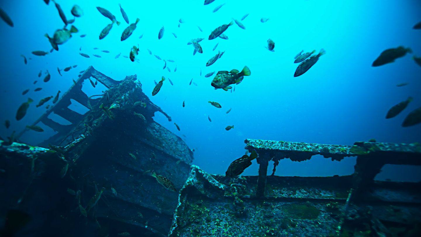 Timbers of the Windjammer wreck underwater with reef fish schooling through them