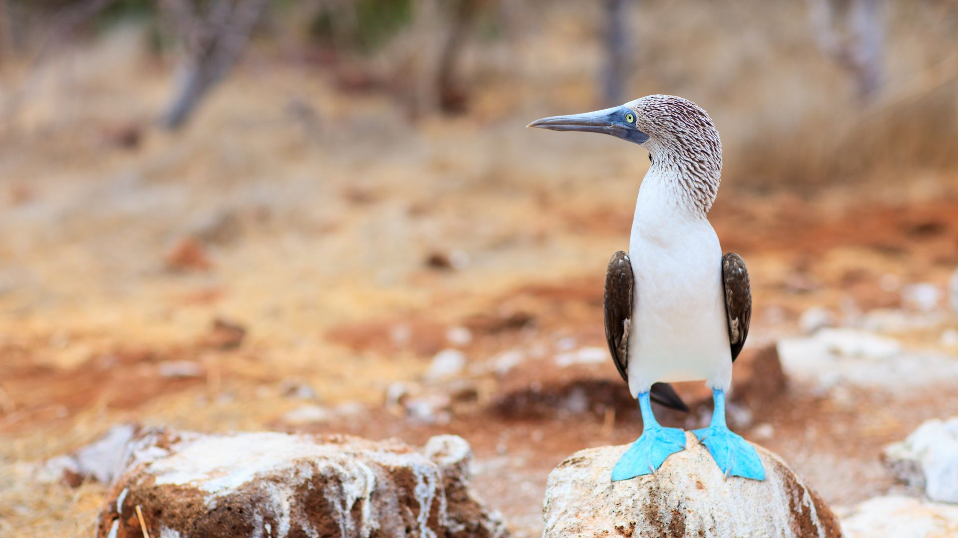 Blue-footed boobies on the final morning's landing — North Seymour.