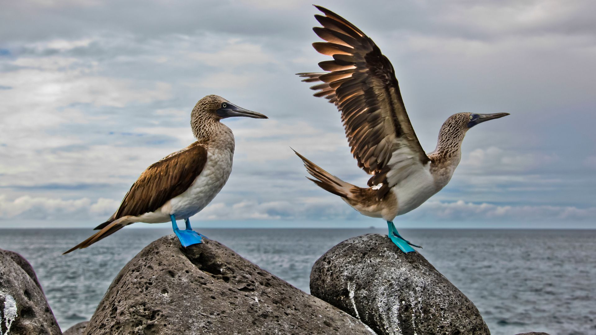 A pair of blue-footed boobies on coastal lava, one with wings spread