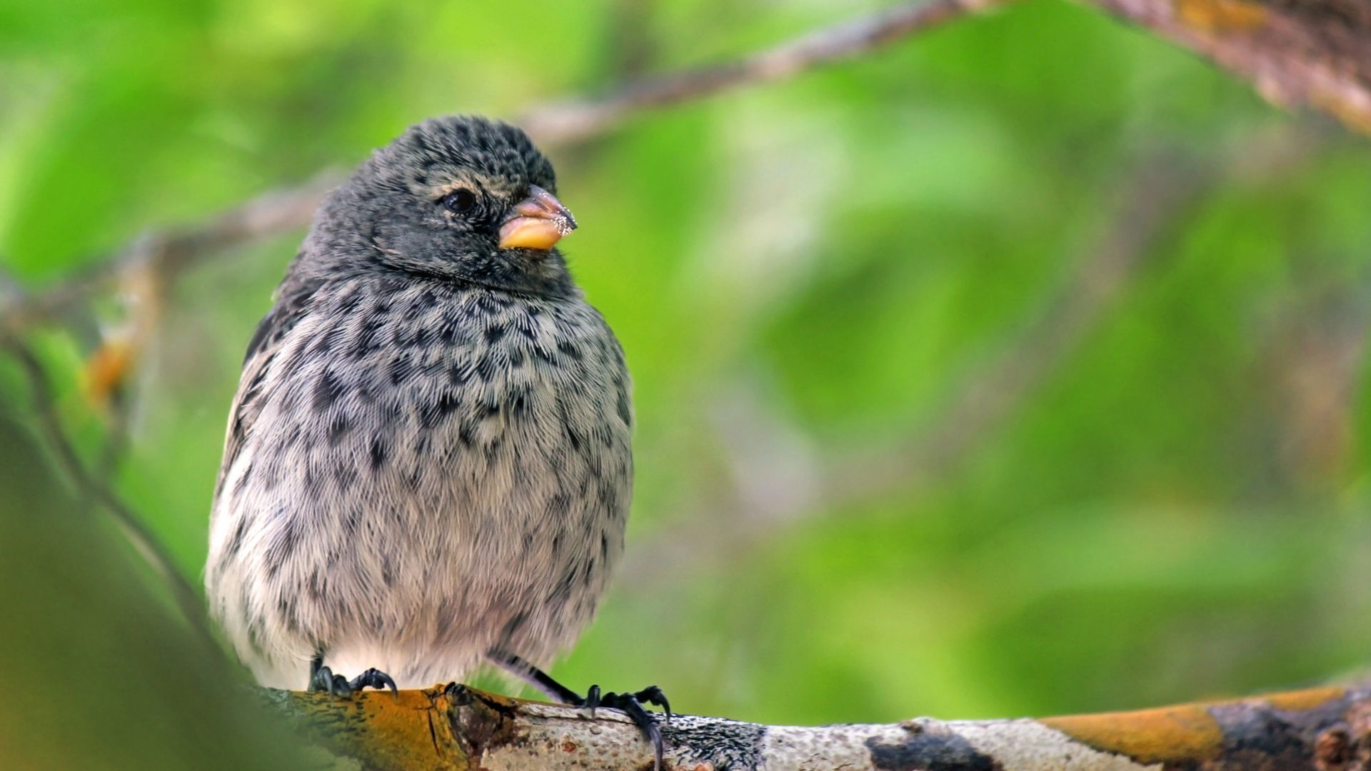 One of Darwin's finches perched on a branch