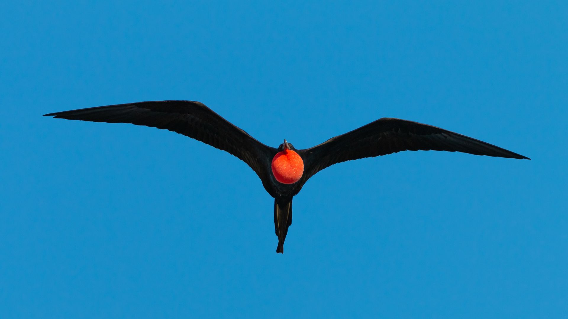 Magnificent frigate bird in flight, red gular sac inflated