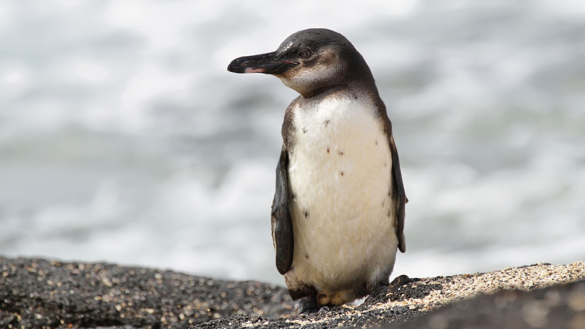 A Galapagos penguin on the lava shore