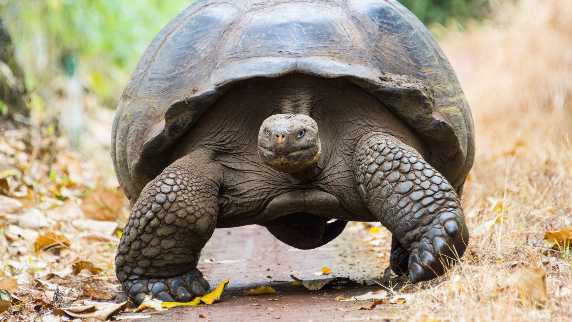 A Galapagos giant tortoise in the Santa Cruz highlands.