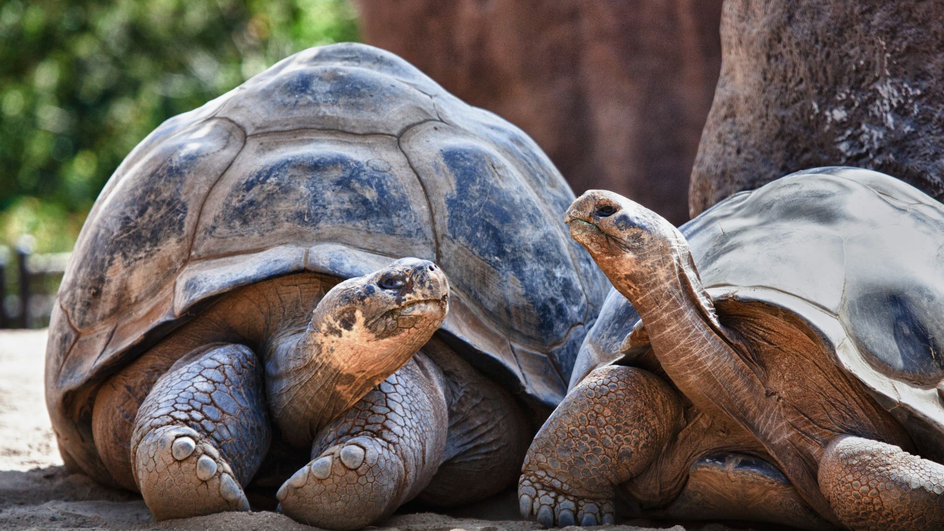Captive-breeding pair at the Charles Darwin Research Station, Santa Cruz.