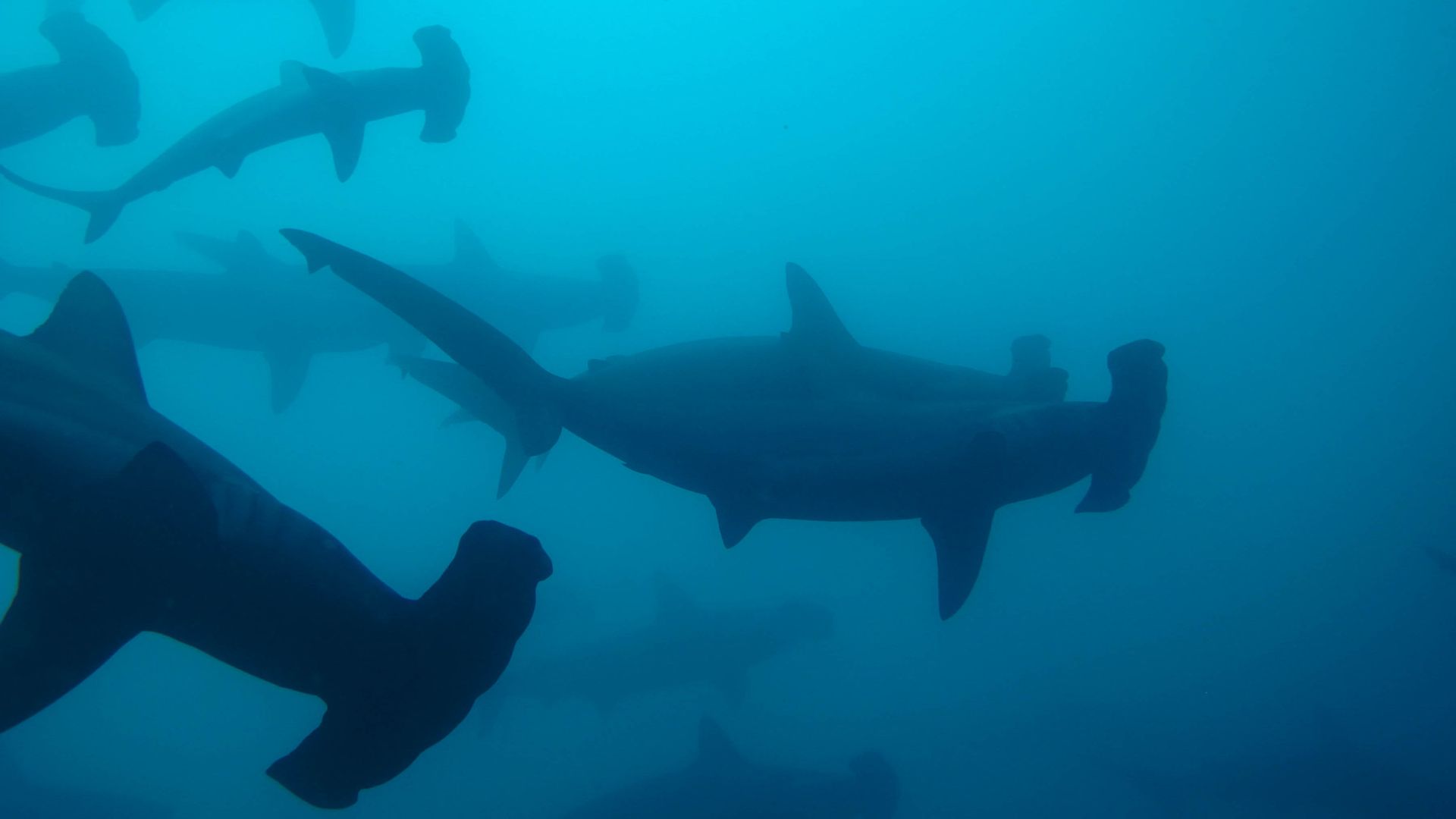 Hammerheads in the Kicker Rock channel — the marquee underwater day.