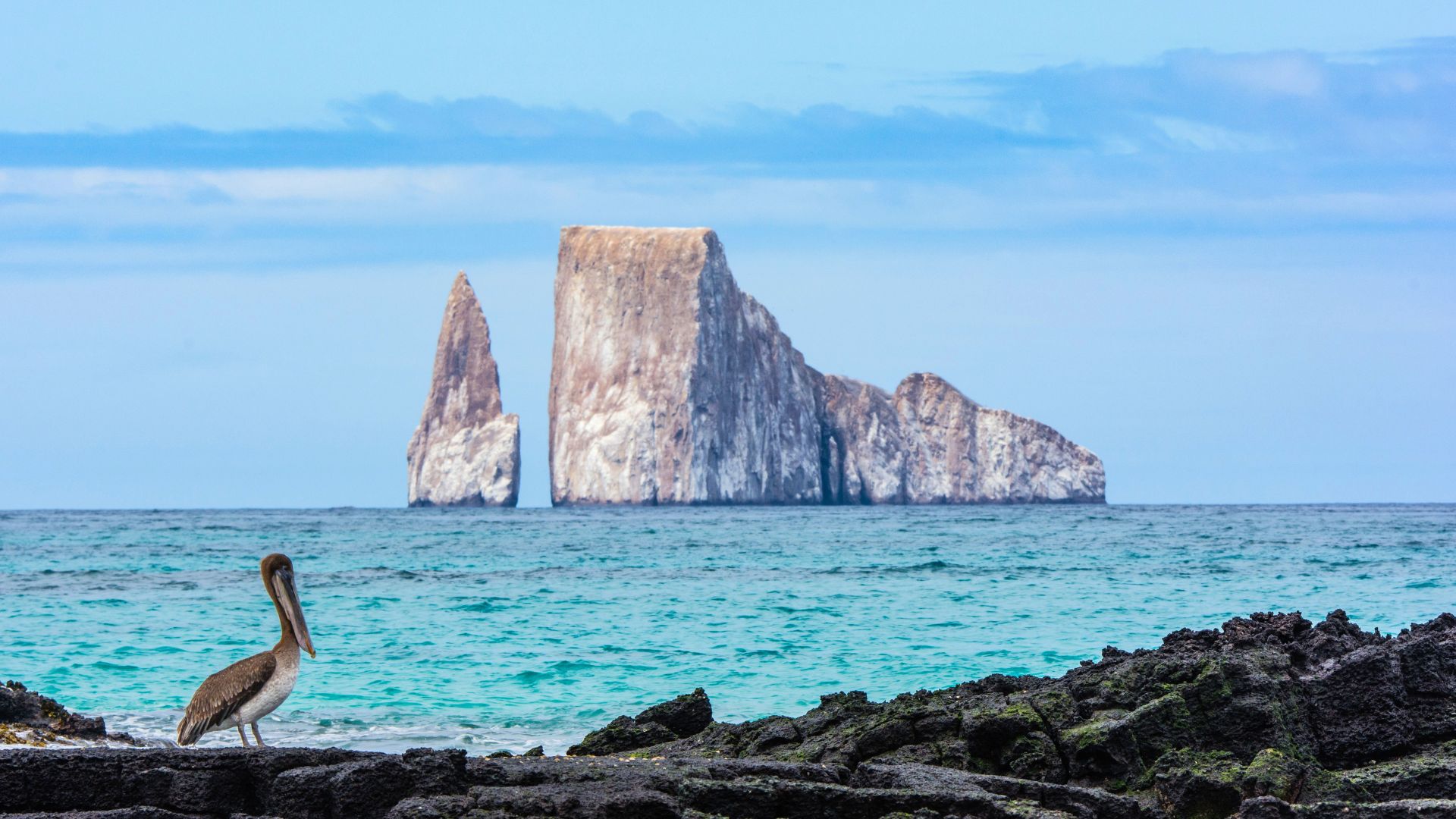 Kicker Rock from the San Cristóbal shore, brown pelican in the foreground