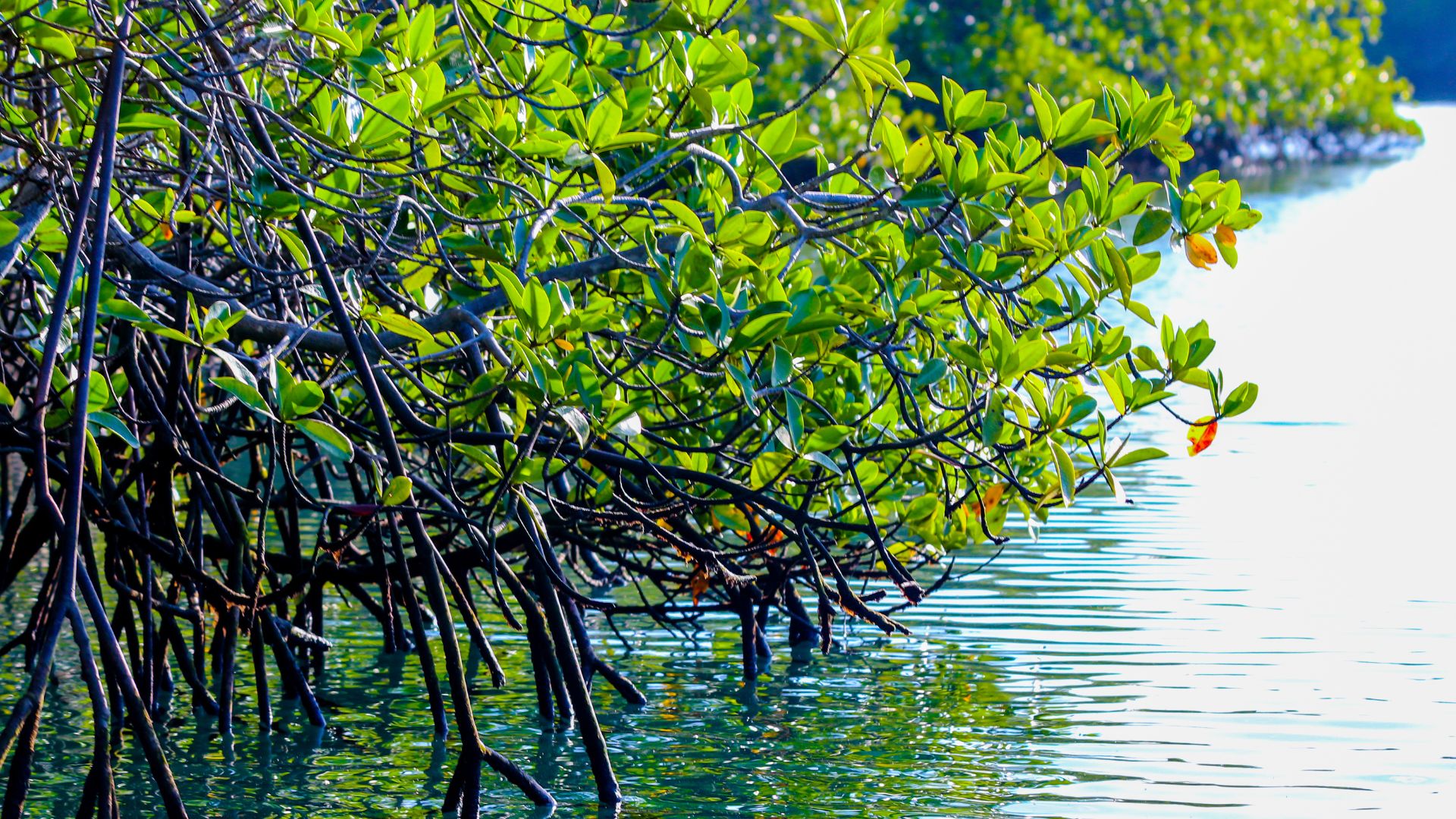 Mangrove leaves and prop roots at the waterline of a Galapagos lagoon