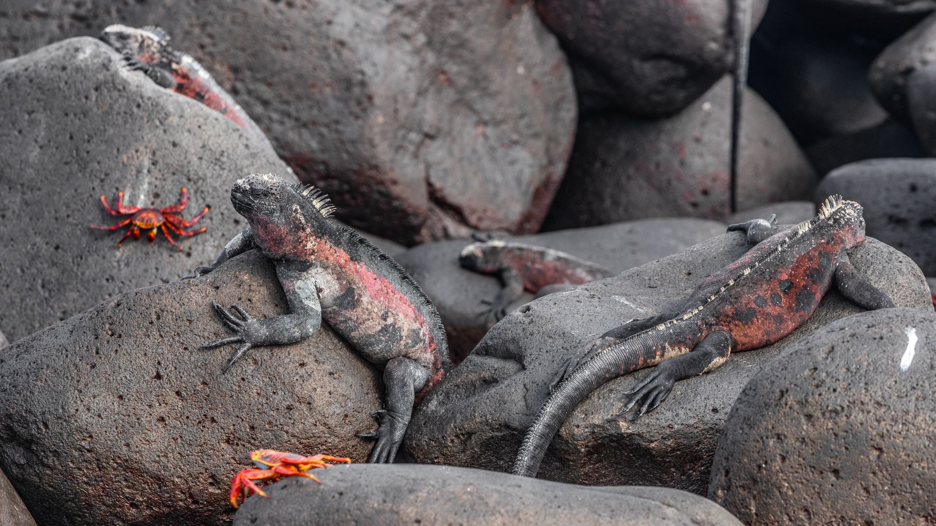 Marine iguanas on lava rock with a sally lightfoot crab