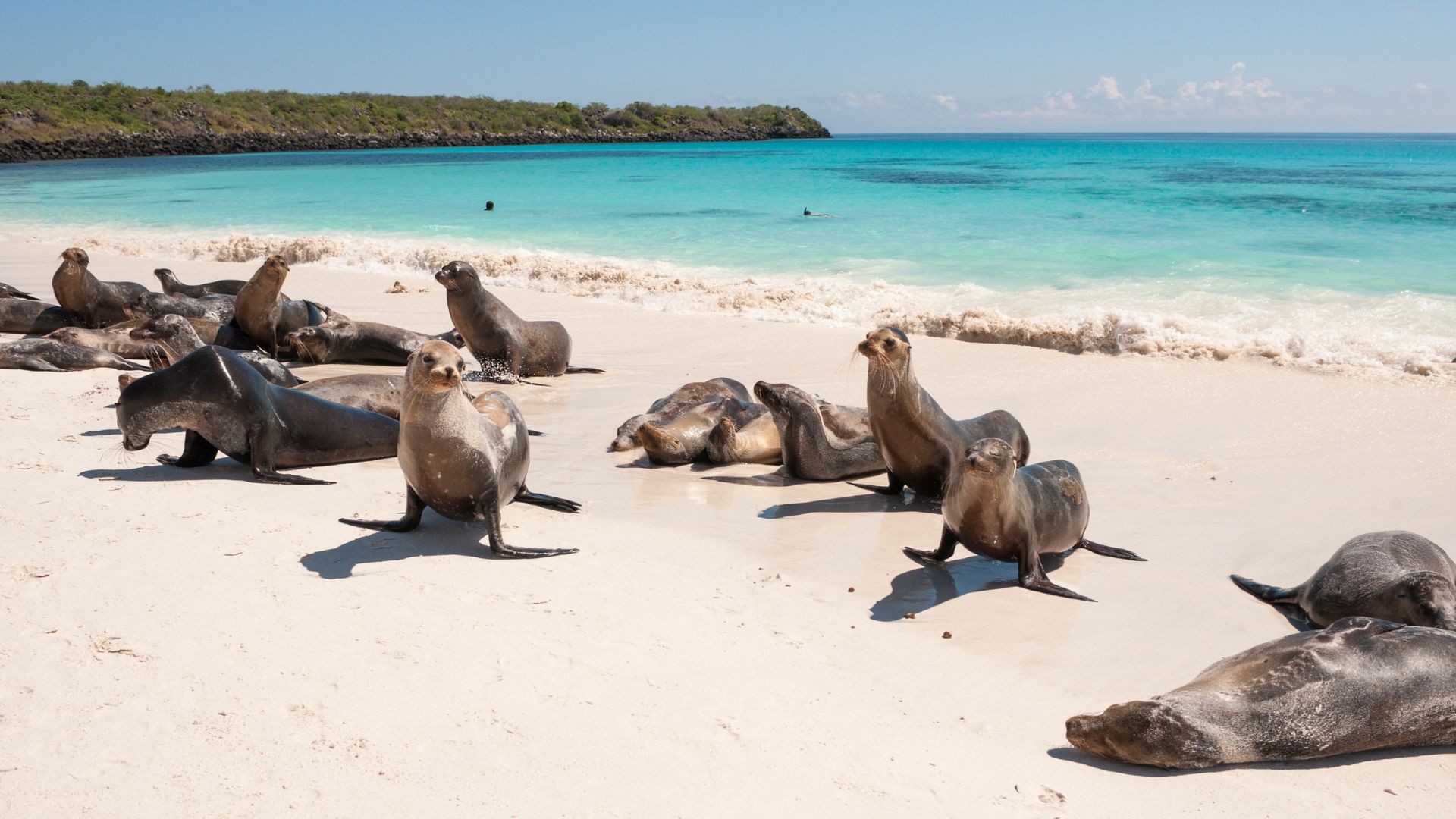 Sea lion colony on Gardner Bay's white sand