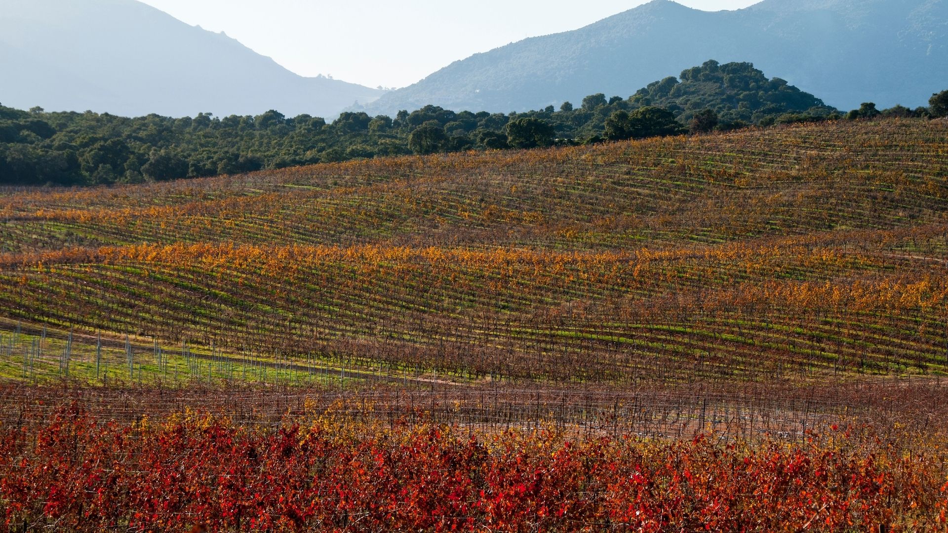 Patrimonio's chalk-soil vineyards sit a few kilometers inland from Saint-Florent. The rosé is the regional headline; the malvasia and muscat dessert wines are harder to find outside the island.