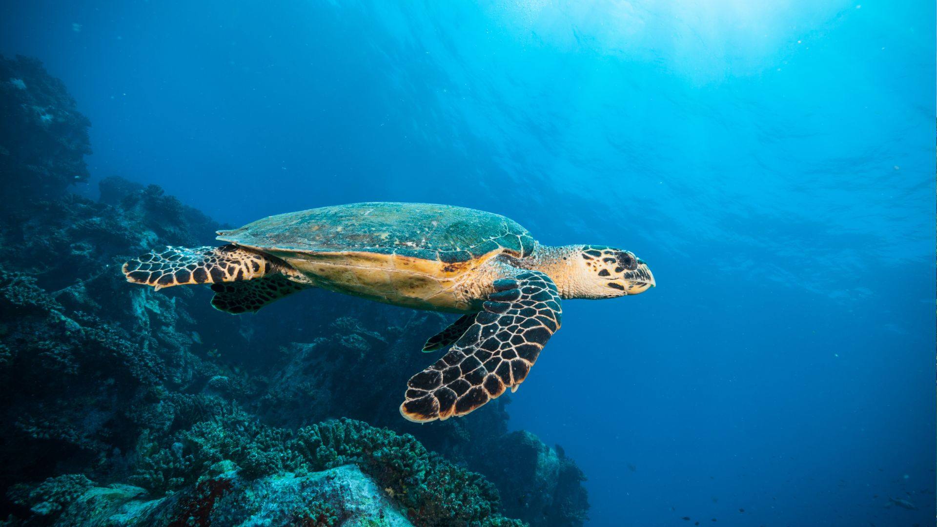 Reef, Wreck, and Warm Water