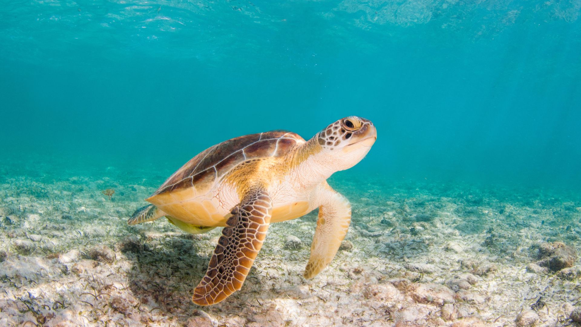 Sea Turtles, Reef Life & Whale Migration