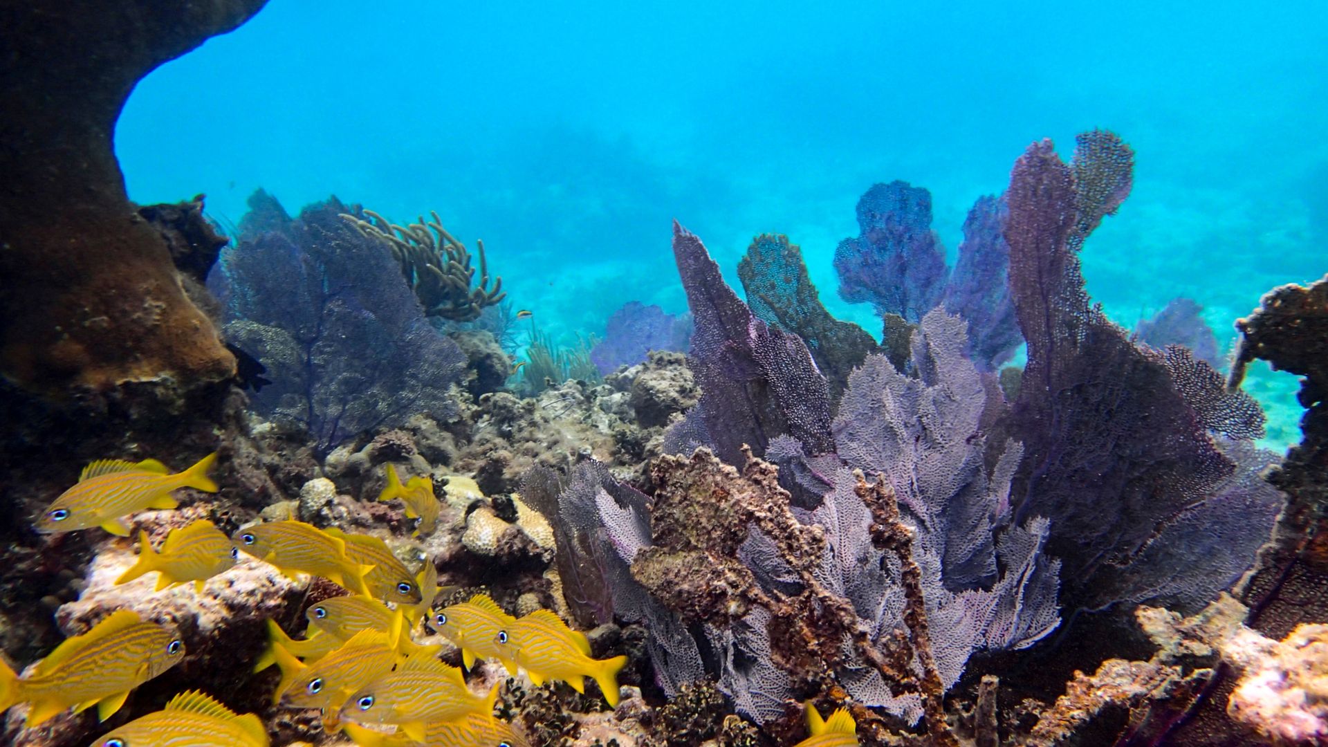 Reefs Without the Crowds