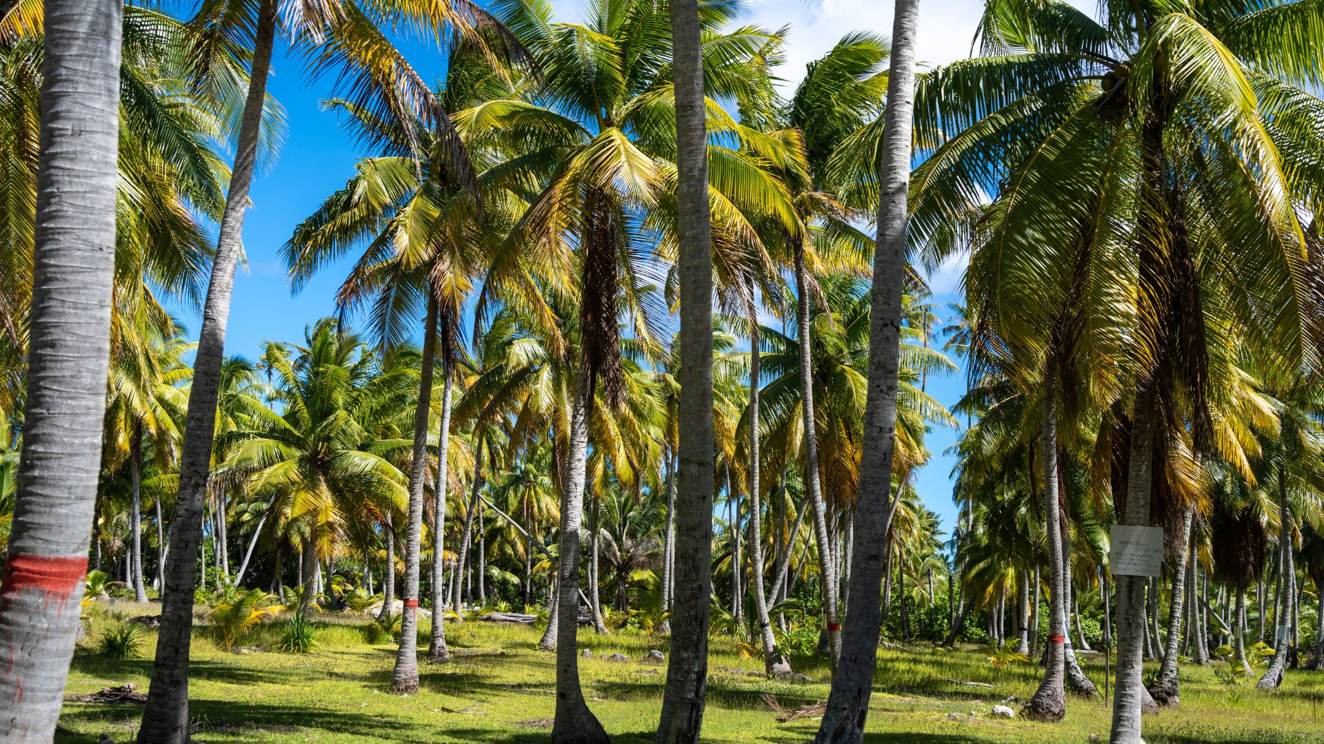 Walking the village ashore at Niutahi — the coconut groves run inland from the lagoon, the houses are spaced wide, and the whole island feels paused in a different decade.