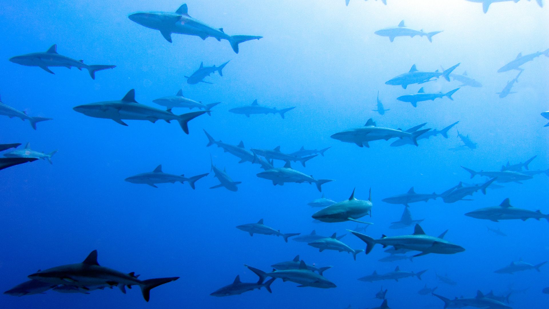 A wall of grey reef sharks at Fakarava south pass—the marquee dive of the Tuamotus, with hundreds of sharks holding in the current at the Tetamanu pass entrance.