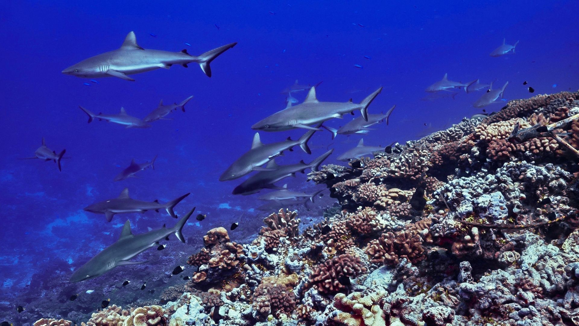 The Tetamanu south pass at slack — sharks working the reef edge as the current builds. Two to seven hundred grey reef sharks routinely hold in the pass; in July and August the seasonal hammerhead migration adds bigger predators on the outside of the formation.