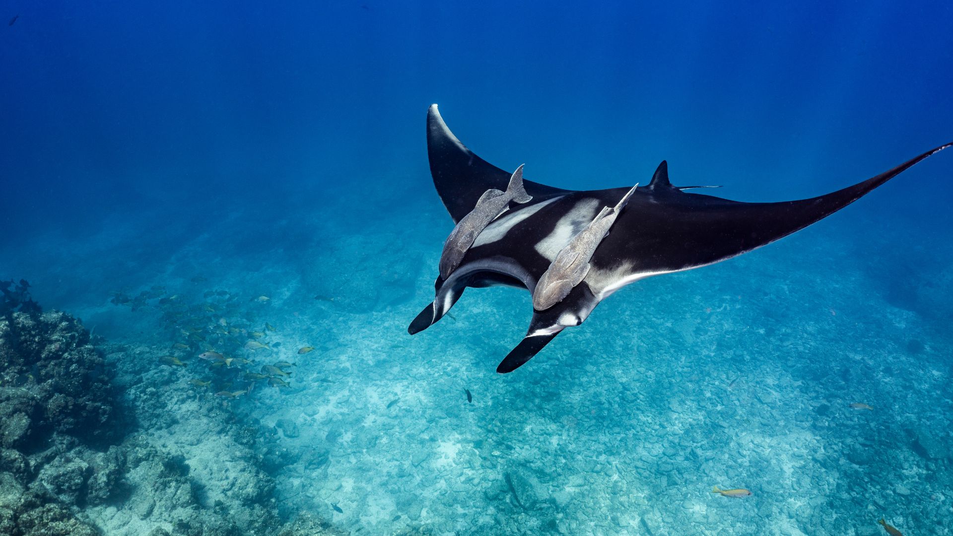 Manta Point on Tikehau's south reef — a cleaning station bommie where reef mantas come in to be groomed by cleaner wrasses. Snorkel from the surface; the mantas hold below at five to ten meters.