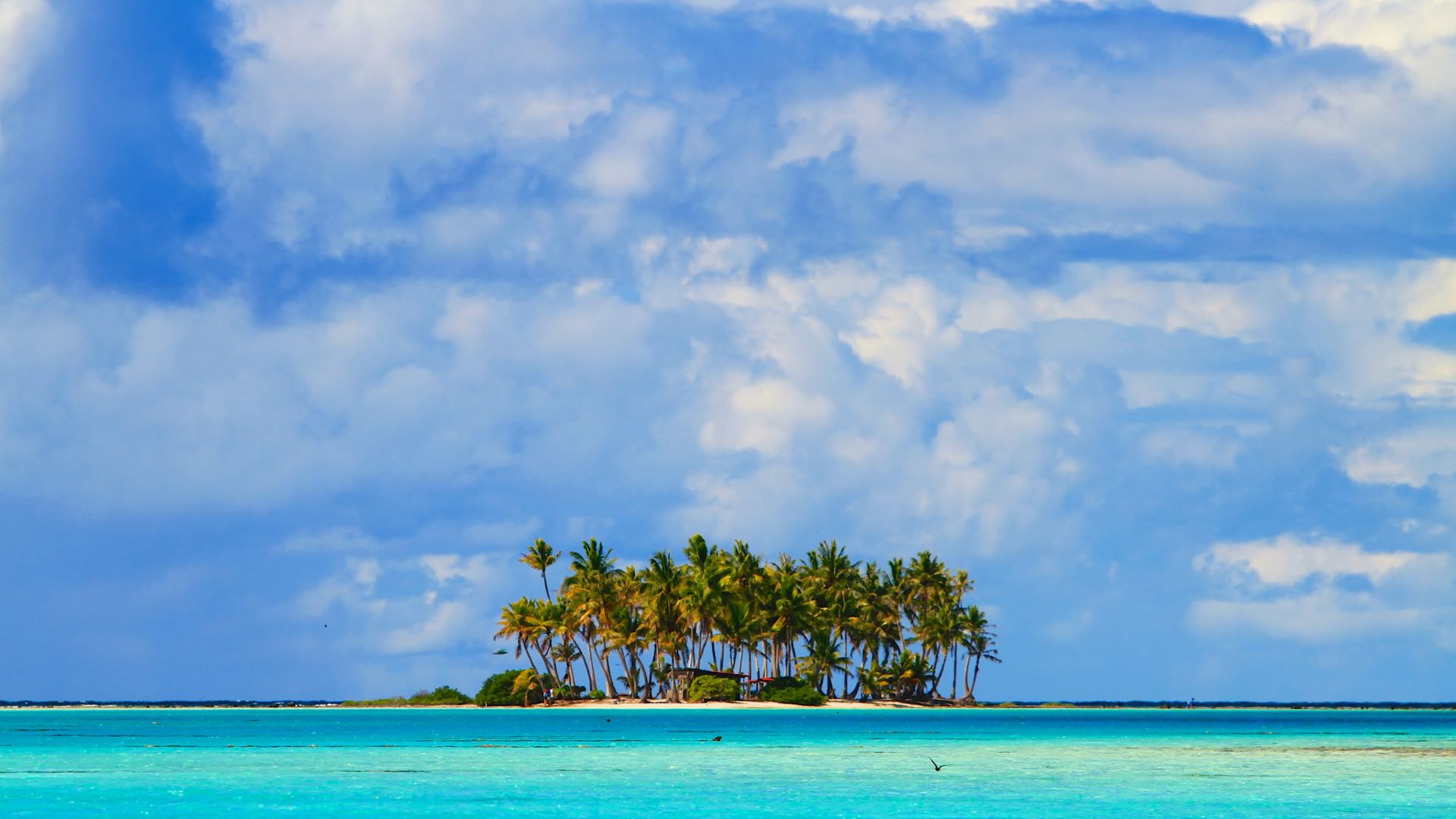 Rangiroa's lagoon is dotted with small palm-covered motus like this one—uninhabited, accessible only by tender, and the right setting for the slow day before the sail south.