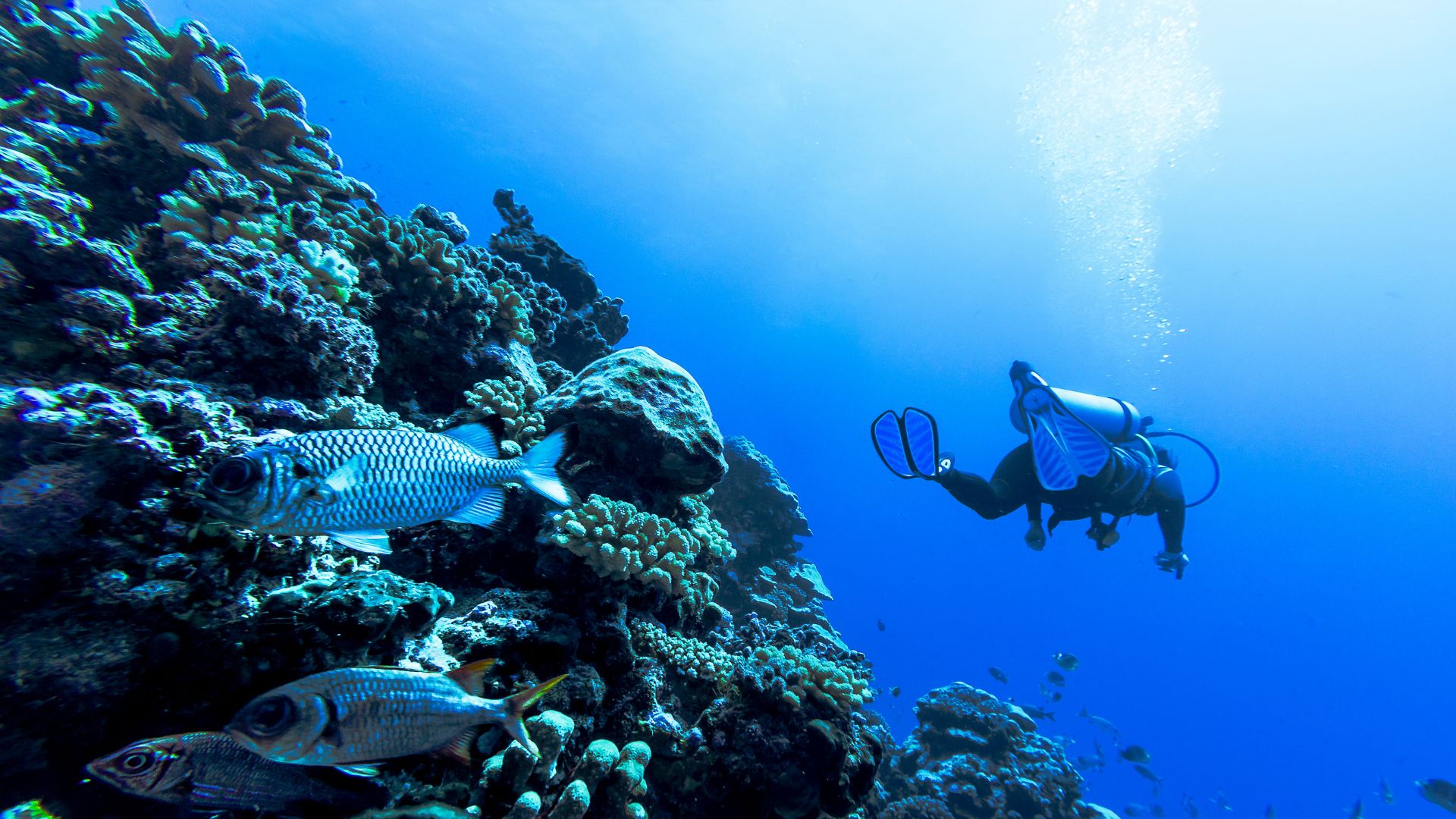Tiputa pass at slack — one of the great drift dives in the world, and the rare pass where the resident bottlenose dolphin pod sometimes turns up to investigate the divers.