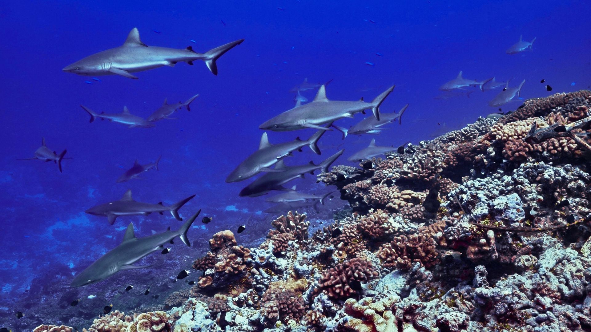 Fakarava Pass · French Polynesia